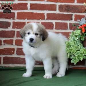 Samantha, Great Pyrenees Puppy